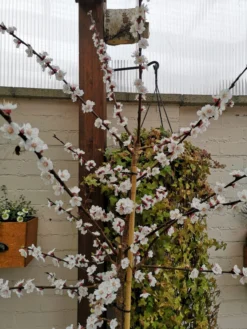 Säulen-Aprikose 'Armi-Col' -Deutschland Garten Funk Verkaufs-Shop saeulen aprikose armi col m102676 758707 1