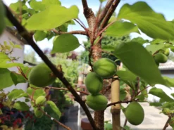 Säulen-Aprikose 'Armi-Col' -Deutschland Garten Funk Verkaufs-Shop saeulen aprikose armi col m102676 758707 2