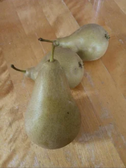 Säulen-Birne 'Condora' / 'Condo' -Deutschland Garten Funk Verkaufs-Shop saeulen birne condora condo m091331 1602792 1