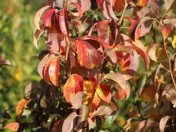 Säulen-Birne 'Condora' / 'Condo' -Deutschland Garten Funk Verkaufs-Shop saeulen birne condora condo m091331 w 2