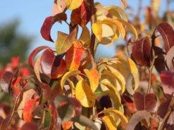 Säulen-Birne 'Condora' / 'Condo' -Deutschland Garten Funk Verkaufs-Shop saeulen birne condora condo m091331 w 3