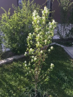 Säulen Felsenbirne 'Obelisk' -Deutschland Garten Funk Verkaufs-Shop saeulen felsenbirne obelisk m010334 193676 0