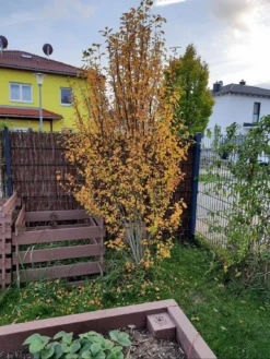 Säulen Felsenbirne 'Obelisk' -Deutschland Garten Funk Verkaufs-Shop saeulen felsenbirne obelisk m010334 660501 0