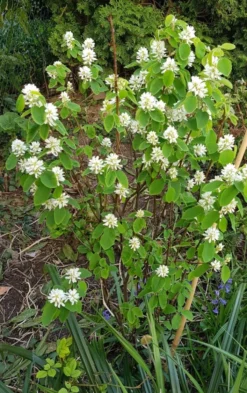 Säulen Felsenbirne 'Obelisk' -Deutschland Garten Funk Verkaufs-Shop saeulen felsenbirne obelisk m010334 839165 0