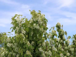 Säulen Felsenbirne 'Obelisk'