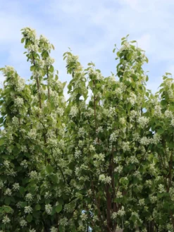 Säulen Felsenbirne 'Obelisk' -Deutschland Garten Funk Verkaufs-Shop saeulen felsenbirne obelisk m010334 w 0