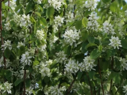 Säulen Felsenbirne 'Obelisk' -Deutschland Garten Funk Verkaufs-Shop saeulen felsenbirne obelisk m010334 w 1