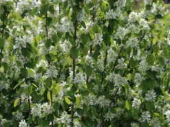 Säulen Felsenbirne 'Obelisk' -Deutschland Garten Funk Verkaufs-Shop saeulen felsenbirne obelisk m010334 w 2