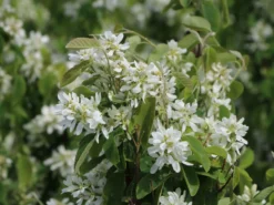 Säulen Felsenbirne 'Obelisk' -Deutschland Garten Funk Verkaufs-Shop saeulen felsenbirne obelisk m010334 w 3