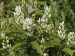 Säulen Felsenbirne 'Obelisk' -Deutschland Garten Funk Verkaufs-Shop saeulen felsenbirne obelisk m010334 w 5