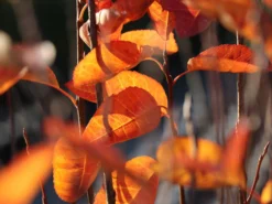 Säulen Felsenbirne 'Obelisk' -Deutschland Garten Funk Verkaufs-Shop saeulen felsenbirne obelisk m010334 w 7