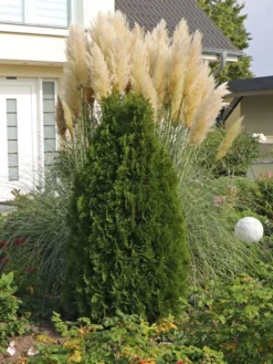 Säulen-Lebensbaum 'Columna' -Deutschland Garten Funk Verkaufs-Shop saeulen lebensbaum columna m002446 w 0