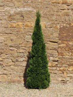 Säulen-Lebensbaum 'Columna' -Deutschland Garten Funk Verkaufs-Shop saeulen lebensbaum columna m002446 w 2