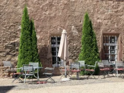 Säulen-Lebensbaum 'Columna' -Deutschland Garten Funk Verkaufs-Shop saeulen lebensbaum columna m002446 w 4