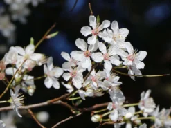 Säulen-Mirabelle 'Ruby' -Deutschland Garten Funk Verkaufs-Shop saeulen mirabelle ruby m102435 w 0