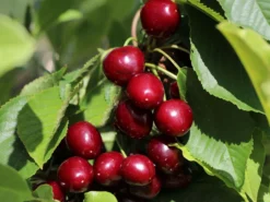 Säulen-Süßkirsche 'Celeste'