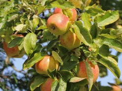 Säulenapfel 'Arbat' ®