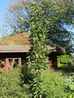 Säulenapfel 'Arbat' ® -Deutschland Garten Funk Verkaufs-Shop saeulenapfel arbat m006360 w 1