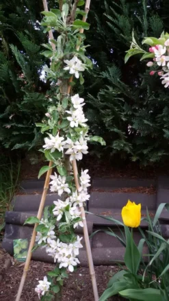 Säulenapfel Ballerina 'Bolero' ® -Deutschland Garten Funk Verkaufs-Shop saeulenapfel ballerina bolero m008990 307684 0