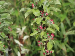 Säulenapfel Ballerina 'Bolero' ® -Deutschland Garten Funk Verkaufs-Shop saeulenapfel ballerina bolero m008990 w 0