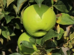 Säulenapfel Ballerina 'Bolero' ® -Deutschland Garten Funk Verkaufs-Shop saeulenapfel ballerina bolero m008990 w 1