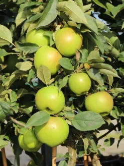 Säulenapfel Ballerina 'Bolero' ® -Deutschland Garten Funk Verkaufs-Shop saeulenapfel ballerina bolero m008990 w 2