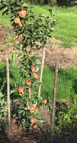 Säulenapfel Ballerina 'Flamenco' ® -Deutschland Garten Funk Verkaufs-Shop saeulenapfel ballerina flamenco m008991 1030119 0