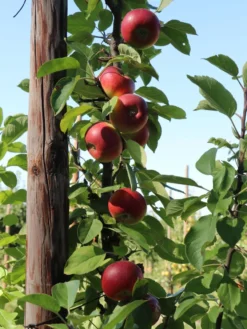 Säulenapfel Ballerina 'Flamenco' ® -Deutschland Garten Funk Verkaufs-Shop saeulenapfel ballerina flamenco m008991 w 0