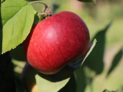 Säulenapfel Ballerina 'Flamenco' ® -Deutschland Garten Funk Verkaufs-Shop saeulenapfel ballerina flamenco m008991 w 2