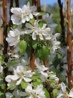Säulenapfel Ballerina 'Flamenco' ® -Deutschland Garten Funk Verkaufs-Shop saeulenapfel ballerina flamenco m008991 w 3