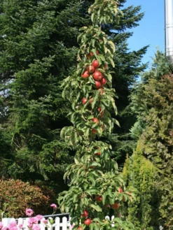 Säulenapfel Ballerina 'Flamenco' ® -Deutschland Garten Funk Verkaufs-Shop saeulenapfel ballerina flamenco m008991 w 4