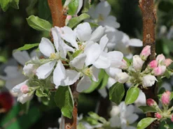 Säulenapfel Ballerina 'Flamenco' ® -Deutschland Garten Funk Verkaufs-Shop saeulenapfel ballerina flamenco m008991 w 5