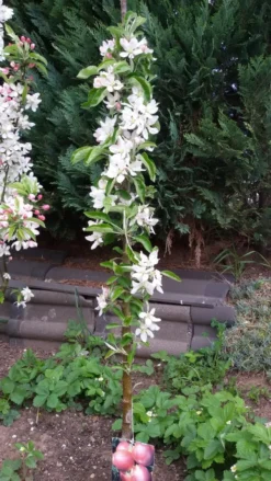 Säulenapfel Ballerina 'Polka' ® -Deutschland Garten Funk Verkaufs-Shop saeulenapfel ballerina polka m008992 307684 0