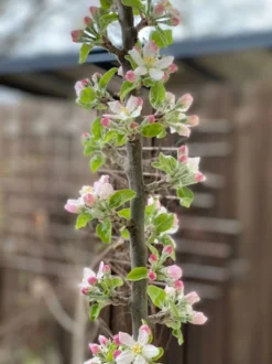 Säulenapfel Ballerina 'Polka' ® -Deutschland Garten Funk Verkaufs-Shop saeulenapfel ballerina polka m008992 875179 0