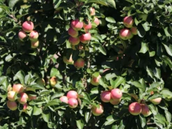 Säulenapfel Ballerina 'Polka' ® -Deutschland Garten Funk Verkaufs-Shop saeulenapfel ballerina polka m008992 w 1