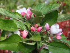 Säulenapfel Ballerina 'Waltz' ® -Deutschland Garten Funk Verkaufs-Shop saeulenapfel ballerina waltz m008993 w 0