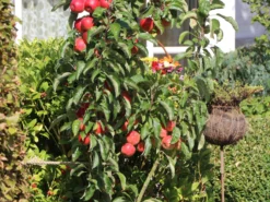 Säulenapfel Ballerina 'Waltz' ® -Deutschland Garten Funk Verkaufs-Shop saeulenapfel ballerina waltz m008993 w 5