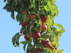 Säulenapfel 'Berbat'