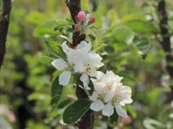 Säulenapfel 'Berbat' -Deutschland Garten Funk Verkaufs-Shop saeulenapfel berbat m091318 w 1