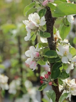 Säulenapfel 'Berbat' -Deutschland Garten Funk Verkaufs-Shop saeulenapfel berbat m091318 w 2
