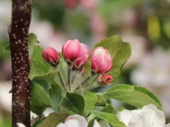 Säulenapfel 'Blue Moon' ® (S) -Deutschland Garten Funk Verkaufs-Shop saeulenapfel blue moon s m106396 w 1