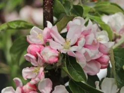 Säulenapfel 'Blue Moon' ® (S) -Deutschland Garten Funk Verkaufs-Shop saeulenapfel blue moon s m106396 w 2