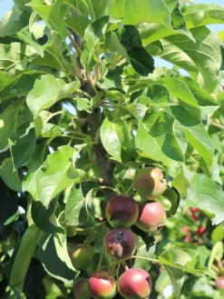 Säulenapfel 'Blue Moon' ® (S) -Deutschland Garten Funk Verkaufs-Shop saeulenapfel blue moon s m106396 w 4