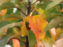 Säulenapfel 'Finn' ® -Deutschland Garten Funk Verkaufs-Shop saeulenapfel finn m090123 w 1