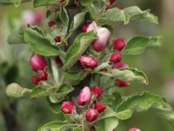 Säulenapfel 'Finn' ® -Deutschland Garten Funk Verkaufs-Shop saeulenapfel finn m090123 w 6