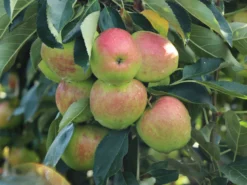 Säulenapfel 'Garden Fountain' ®