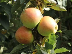 Säulenapfel 'Goldcats'