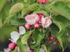 Säulenapfel 'Goldcats' -Deutschland Garten Funk Verkaufs-Shop saeulenapfel goldcats m046462 w 1