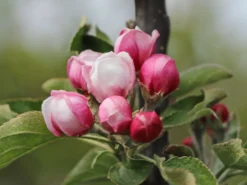 Säulenapfel 'Goldcats' -Deutschland Garten Funk Verkaufs-Shop saeulenapfel goldcats m046462 w 2