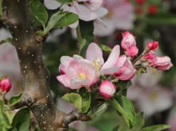 Säulenapfel 'Goldcats' -Deutschland Garten Funk Verkaufs-Shop saeulenapfel goldcats m046462 w 3